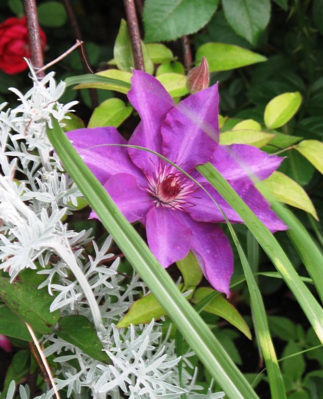 Halleck_Clematis Ramona