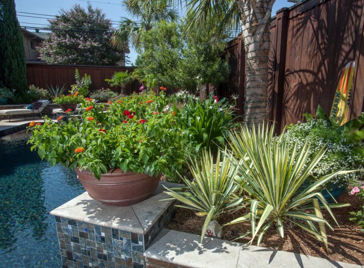 Pool-scape: Beautiful Plants for Your Outdoor Oasis ...