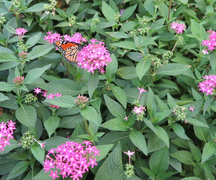 5 Tips For Creating A Beautiful Butterfly Garden Roundtree