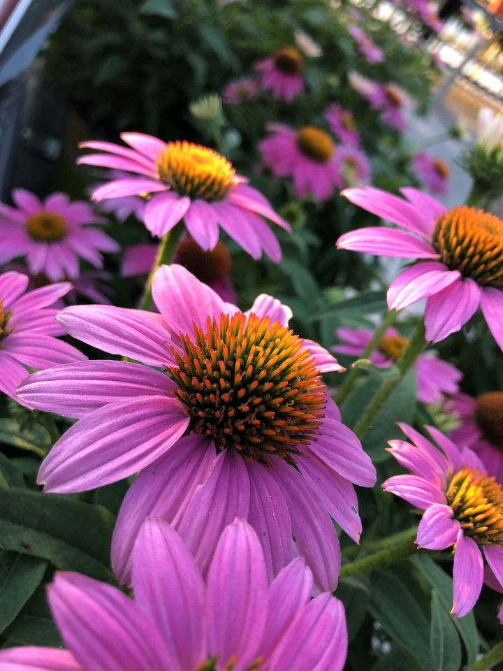 purple coneflower colors