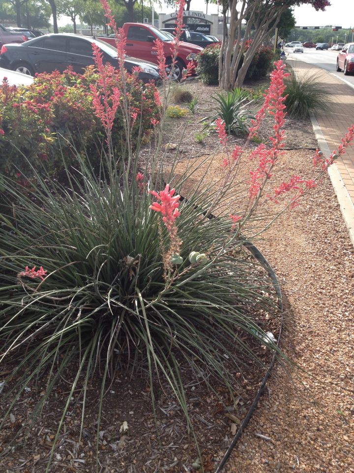 red yucca plant care