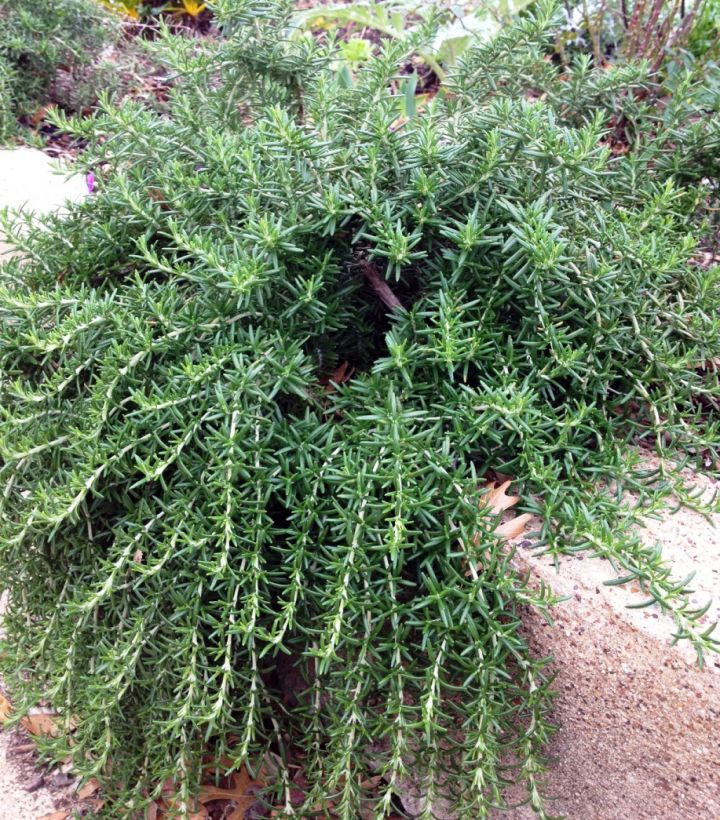 Creeping Thyme - Fragrant Groundcover