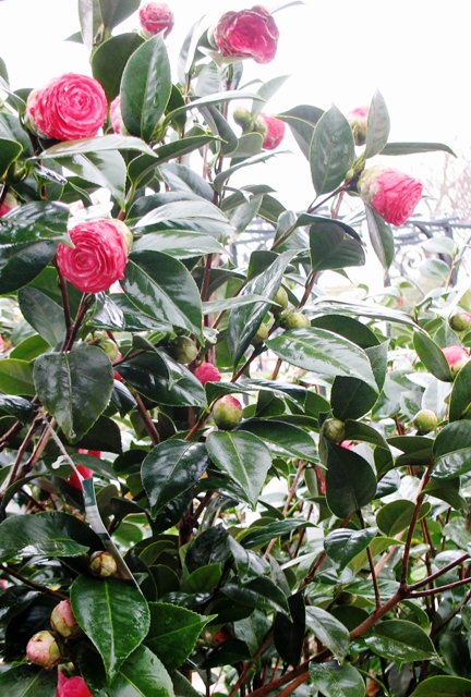 Halleck Camellia sasanqua