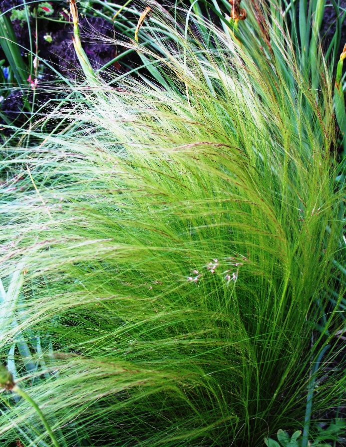 Ornamental Grasses: Texas Tough! - Roundtree Landscaping ...