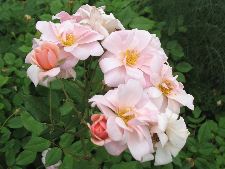 Halleck rose perledor