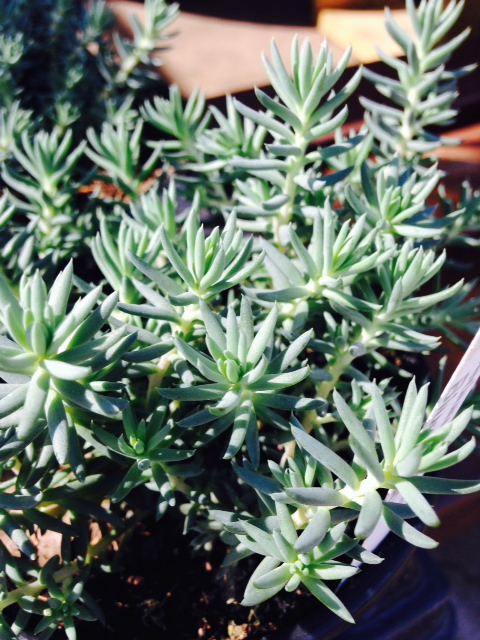 RLI sedum blue spruce