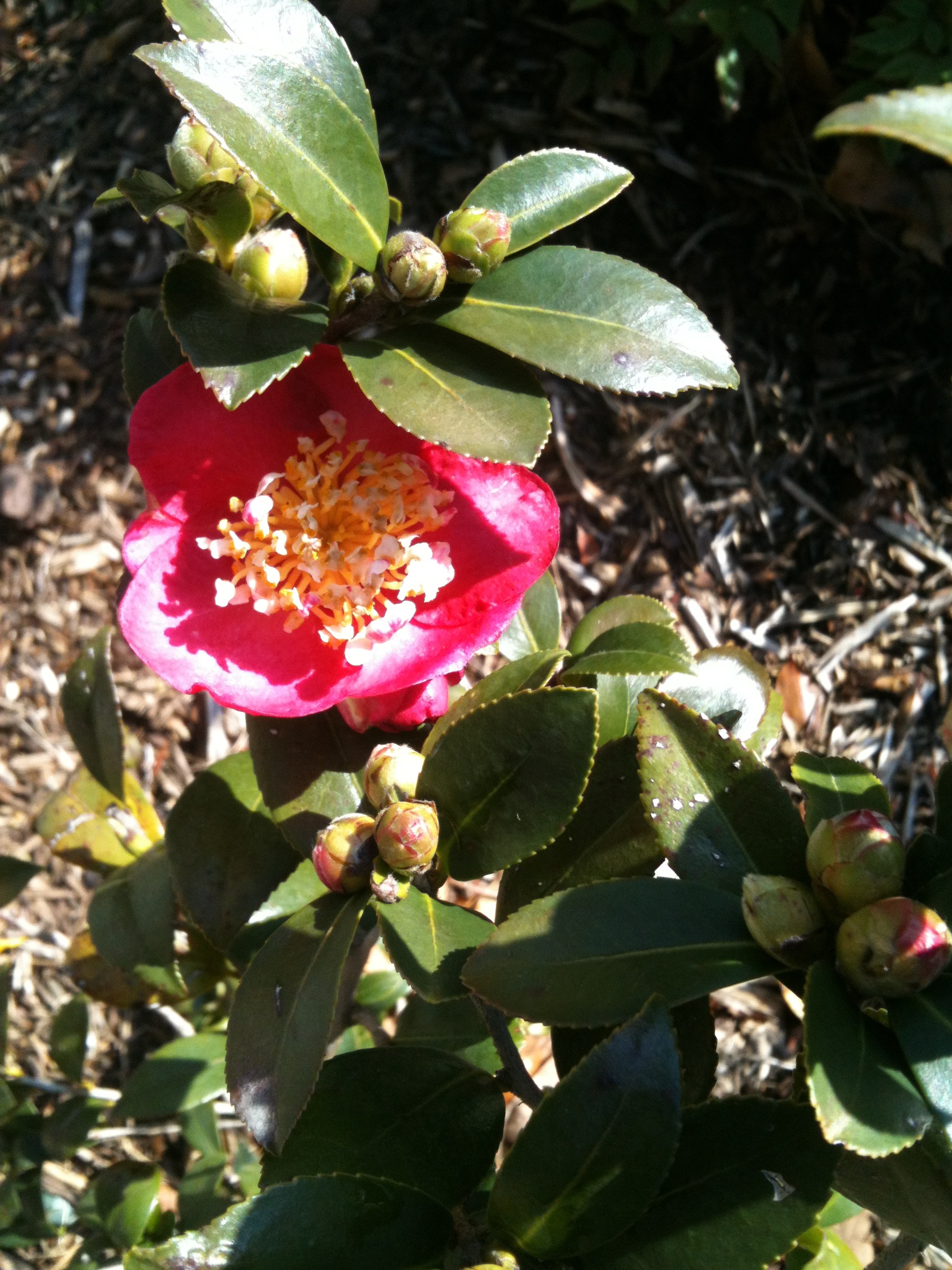 Camellia japonica